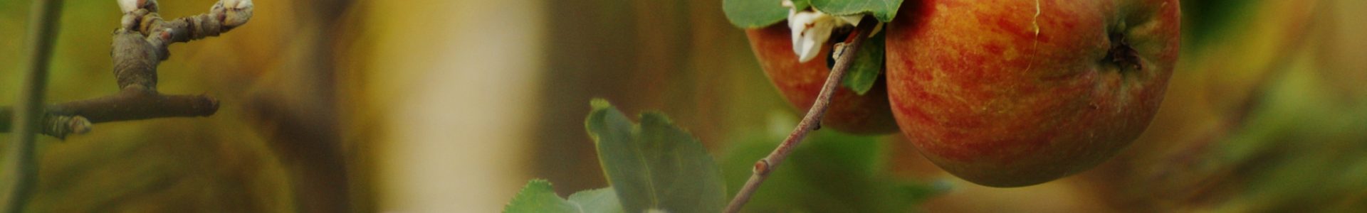 Depth of field  (DOF)